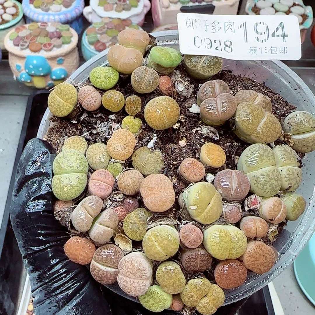 生石花满18包邮0928-194