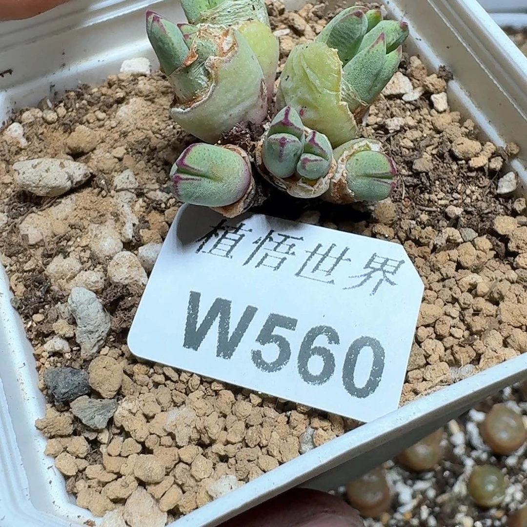 N****?560号多肉植物哇f v g