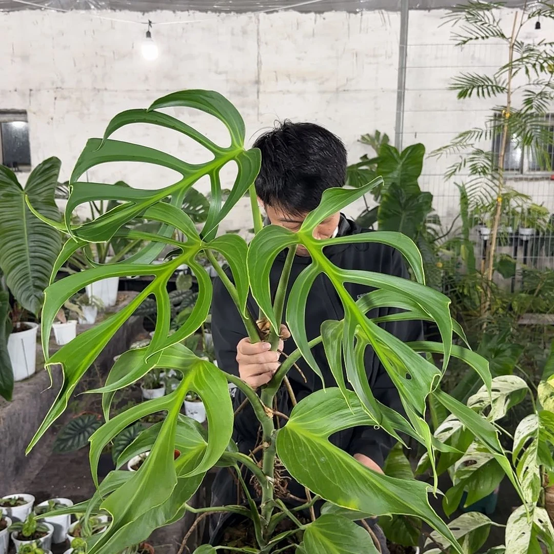 无花朵巴西火焰龟