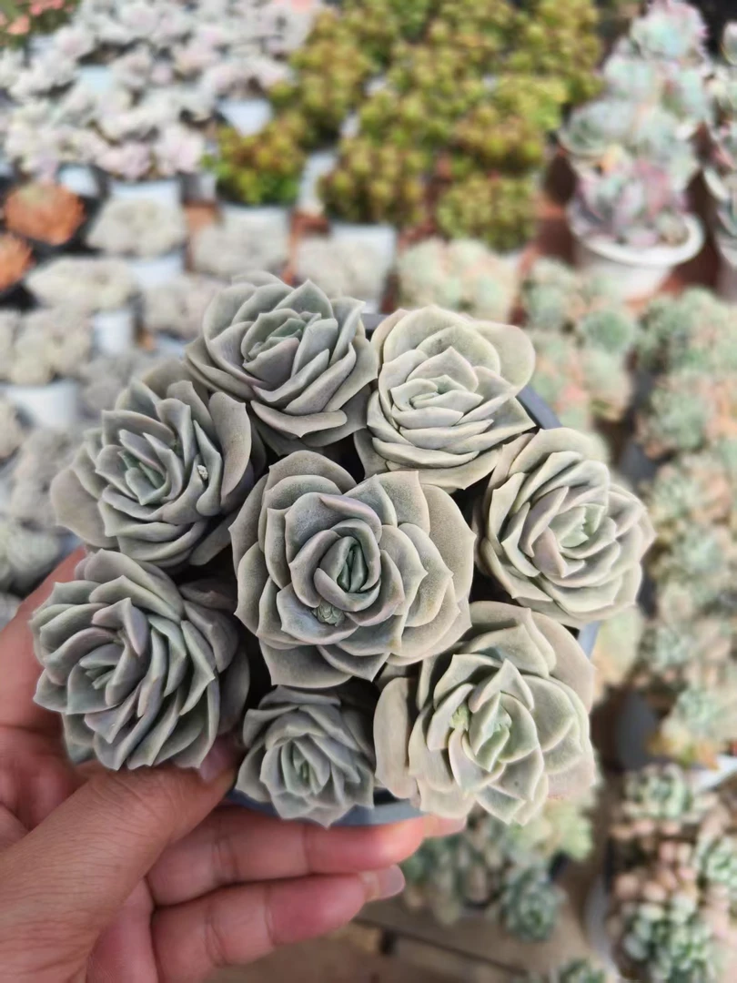 可爱玫瑰群 五头起发 精品多肉