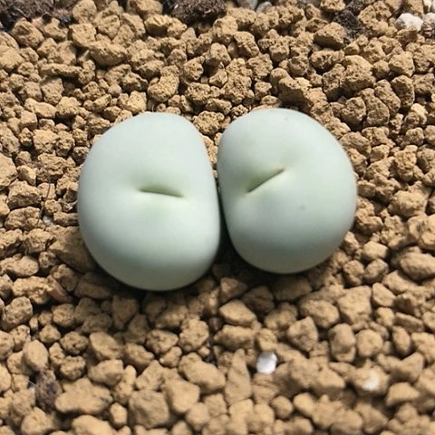 多肉肉锥 Sh433Ｖ嘴