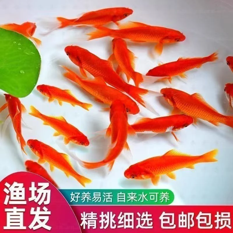 冲量福利3-6厘米海棠红草金鱼好养耐活观赏鱼淡水鲜红活鱼冷水鱼