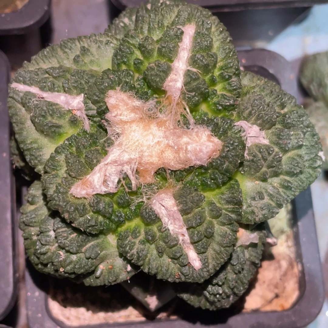 无花朵宽犹志贺龟甲牡丹