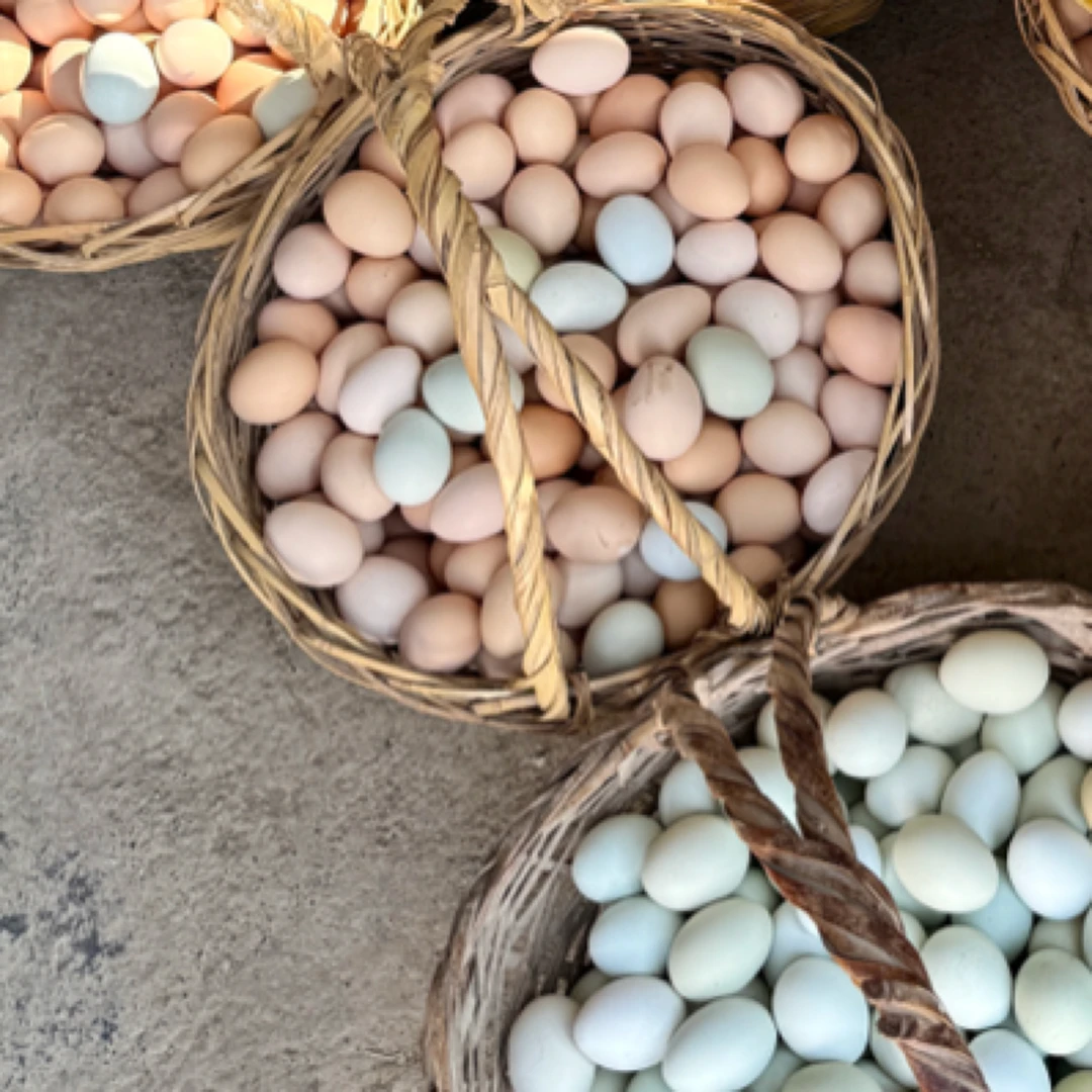 西农孟皓正宗林下散养黑鸡粉壳土鸡蛋 自产自销  60枚 封装