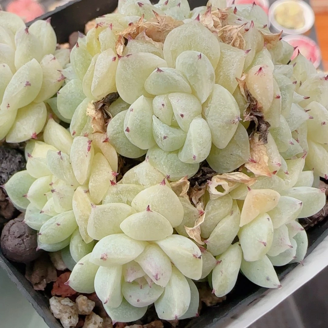 花语多肉1220-195开播福利散