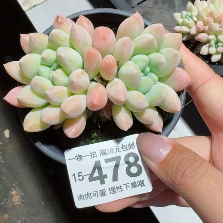 星空美人无盆土发货多肉多