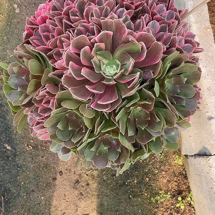 多肉植物粉女妖锦…………