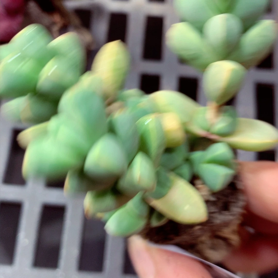 5厘米盆精控多肉826