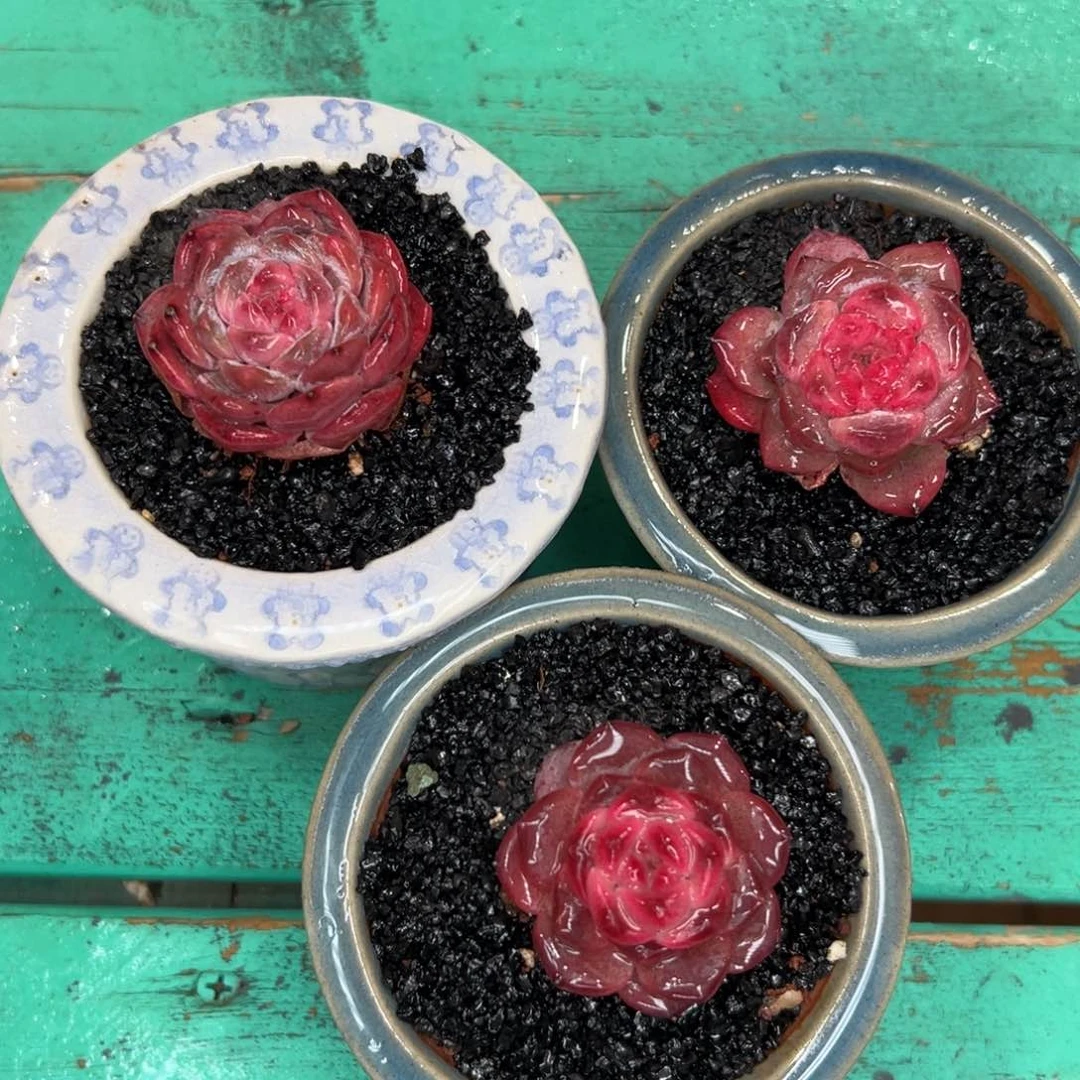 多肉一物一拍0127-开播福利三颗糖心