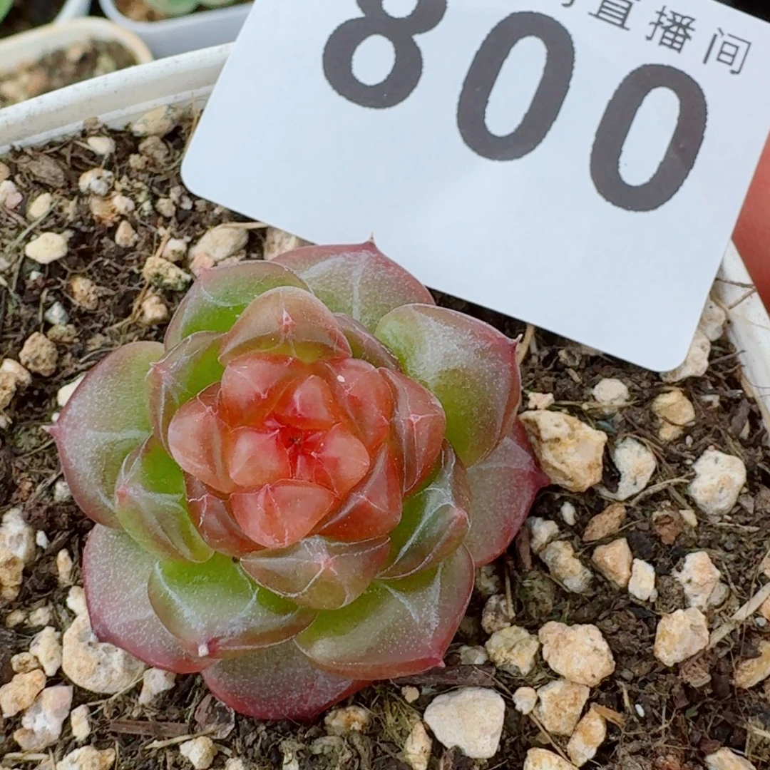 开播福利