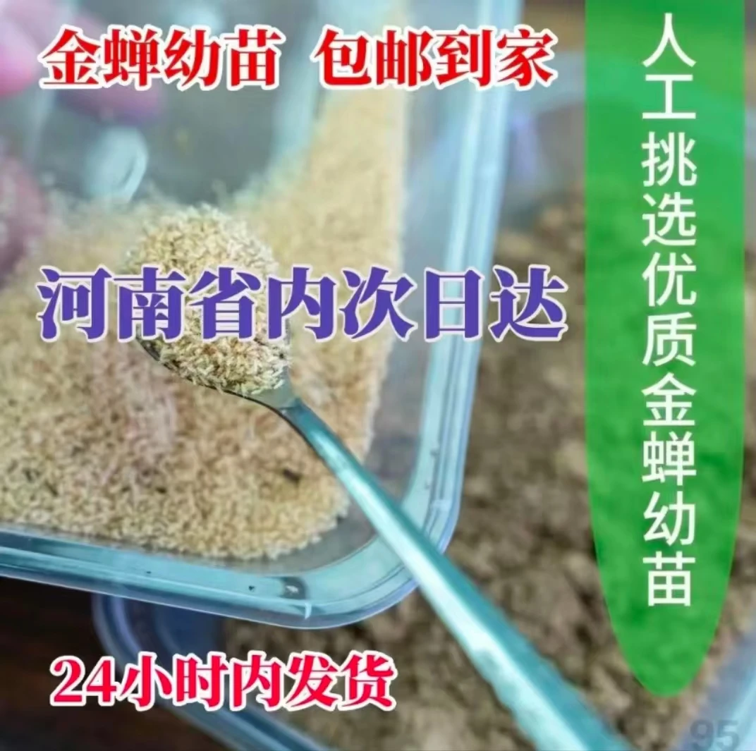 金蝉养殖活体蝉蚁种子幼苗知了猴卵孵化好爬爬幼苗养殖鲜活幼苗