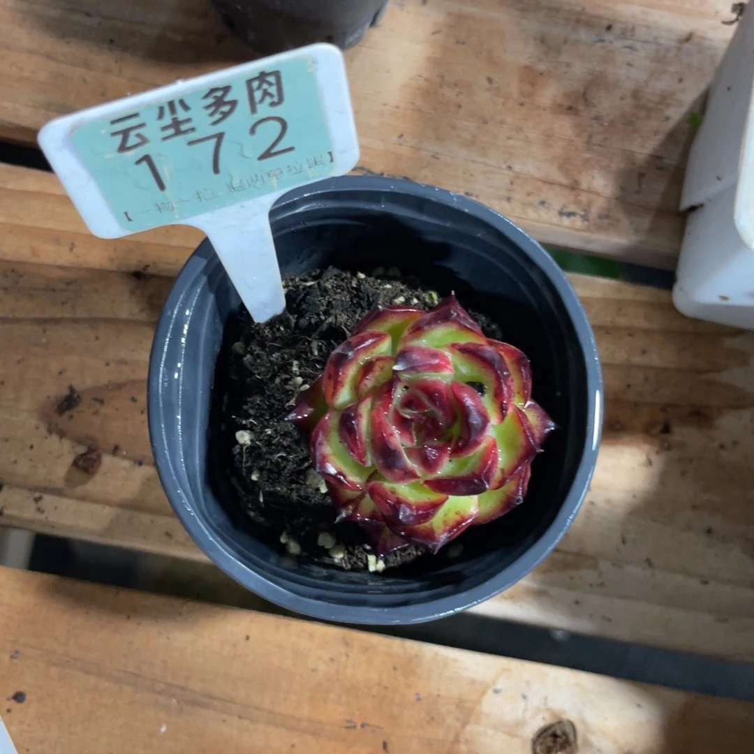 b***n云尘多肉一物一拍172