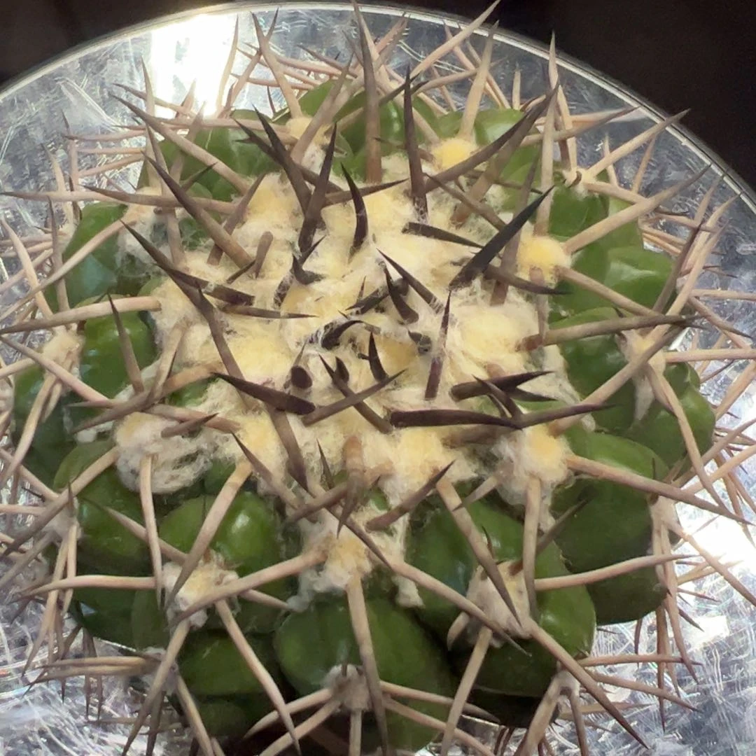 花*?仙人球一物一拍