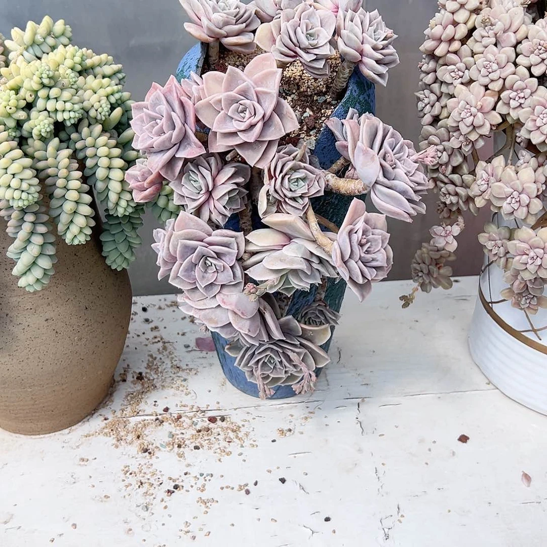 凤可爱玫瑰带盆多肉植物