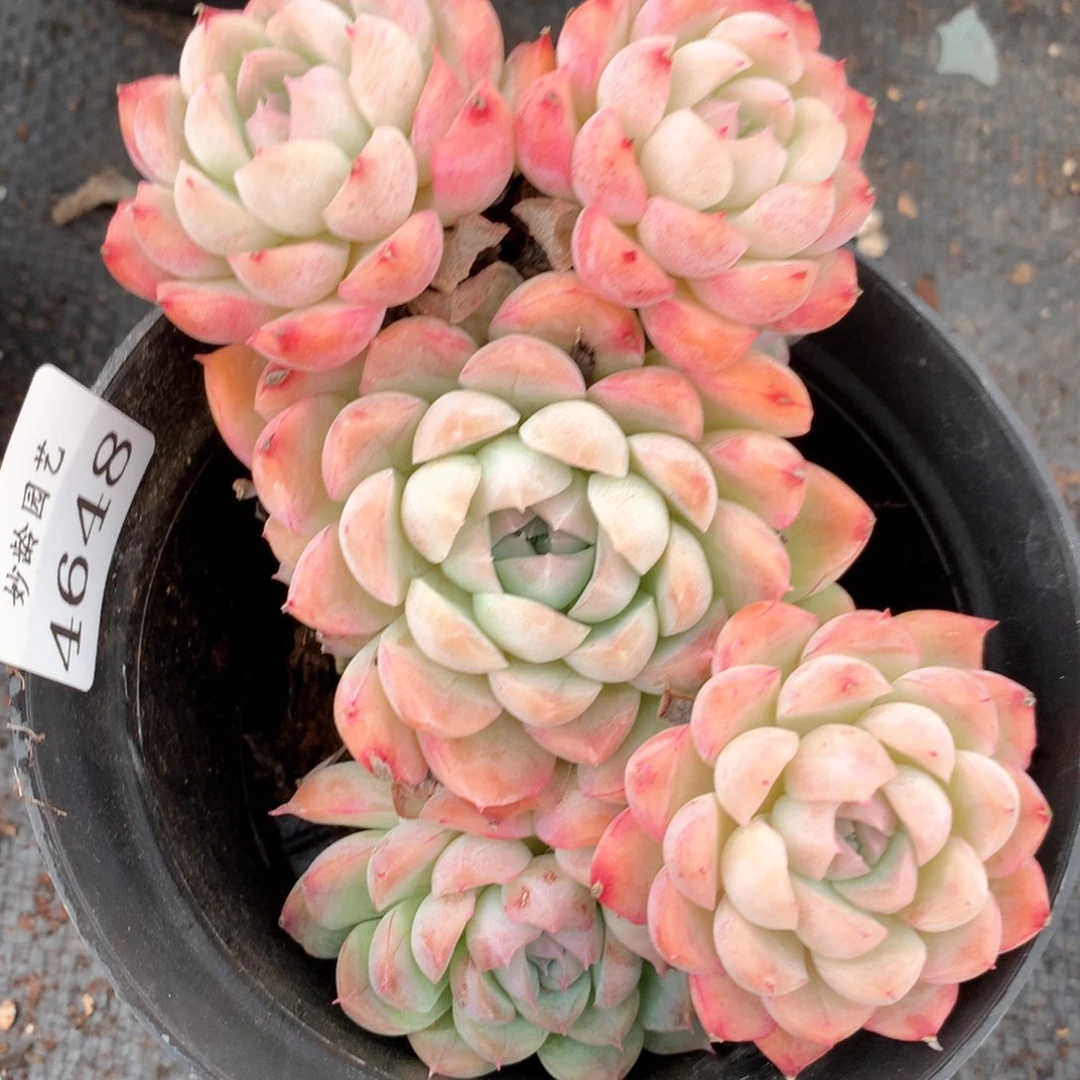 4648杂交多肉植物基地