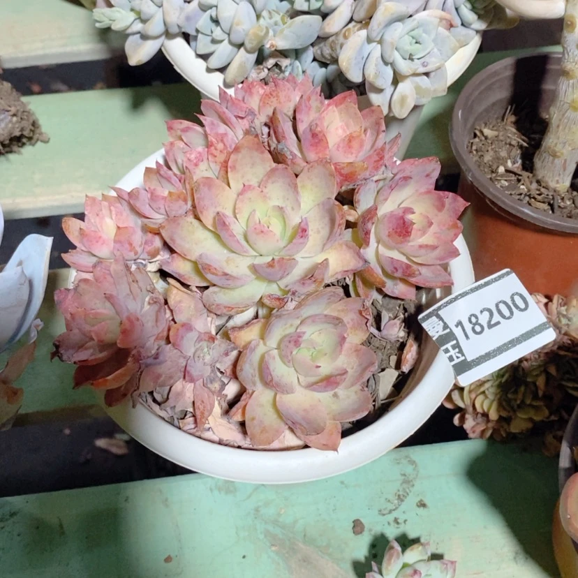 【闪购商品】多肉丝绸面纱18200