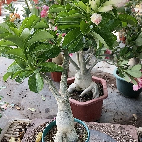 【闪购商品】无花朵村***网
