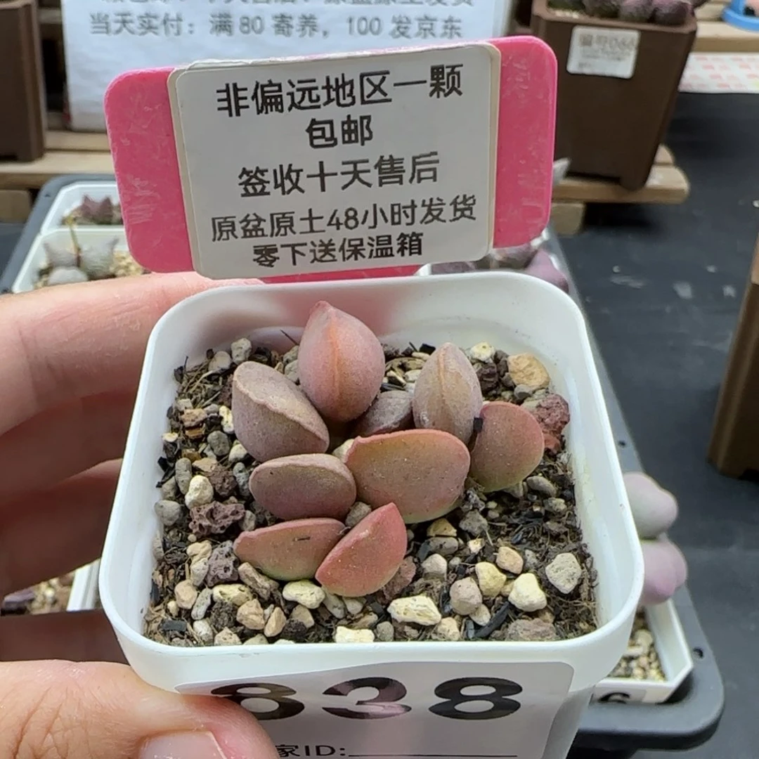 838碧海多肉植物