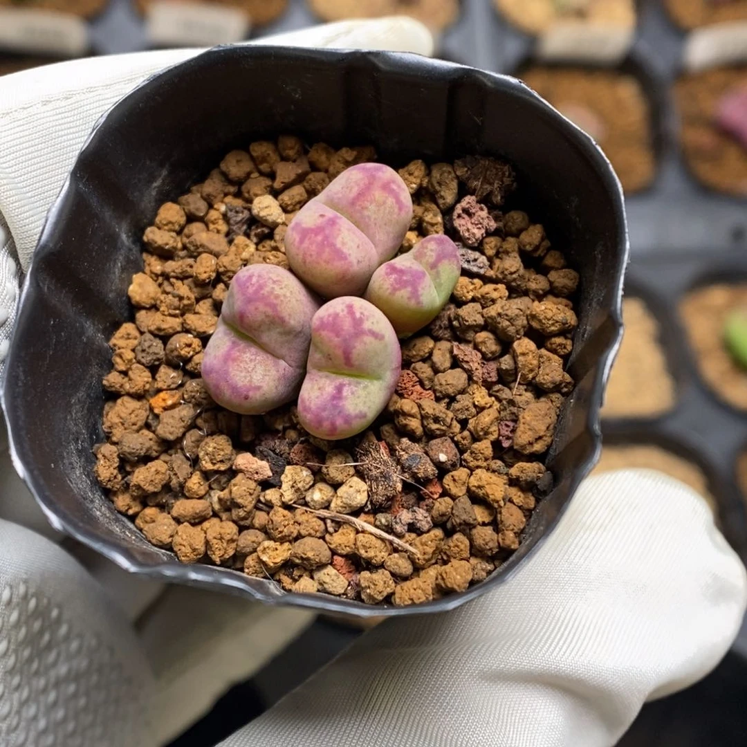 多肉植物肉锥杂交K-3812