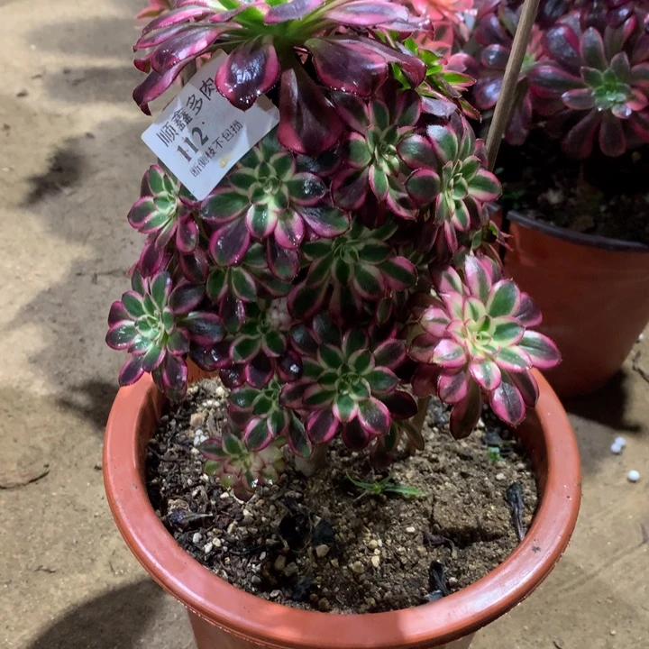 112冰淇淋多肉植物特价