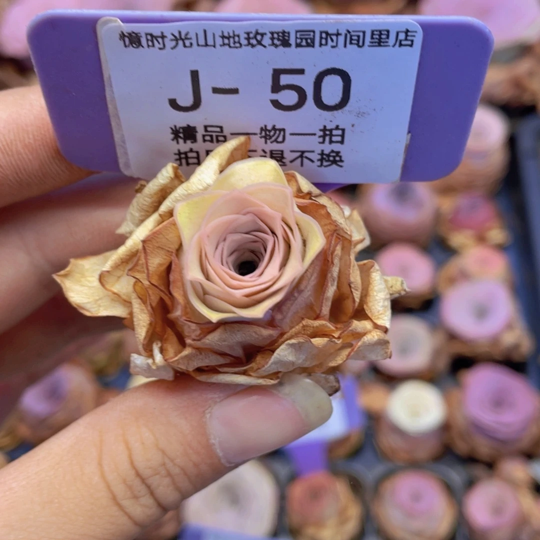 放***雷山地玫瑰J50满38包邮裸根发货