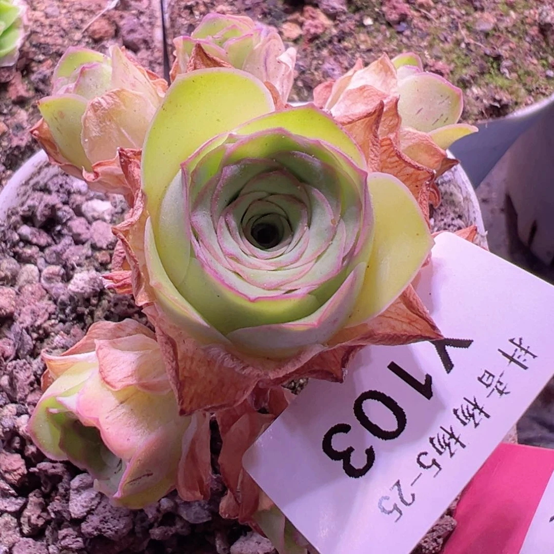 梅**晗杨 103 山地玫瑰福袋