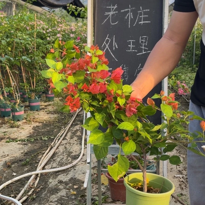 无花朵三角梅三角梅27