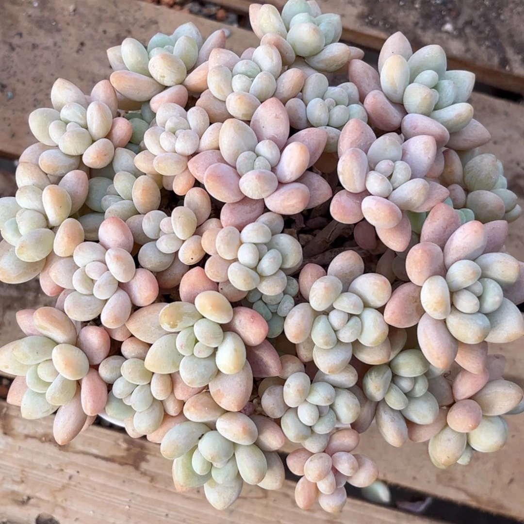 ?****?1.20-6鱼子酱11-1111111