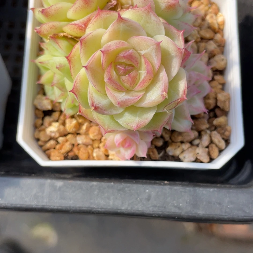 Z1997潘多拉女王群