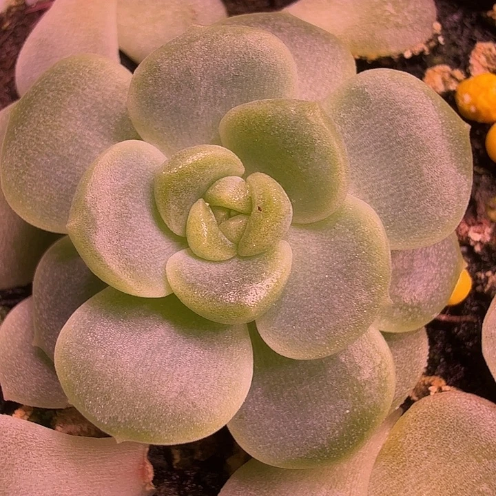 无尽灯叶插苗一物一拍