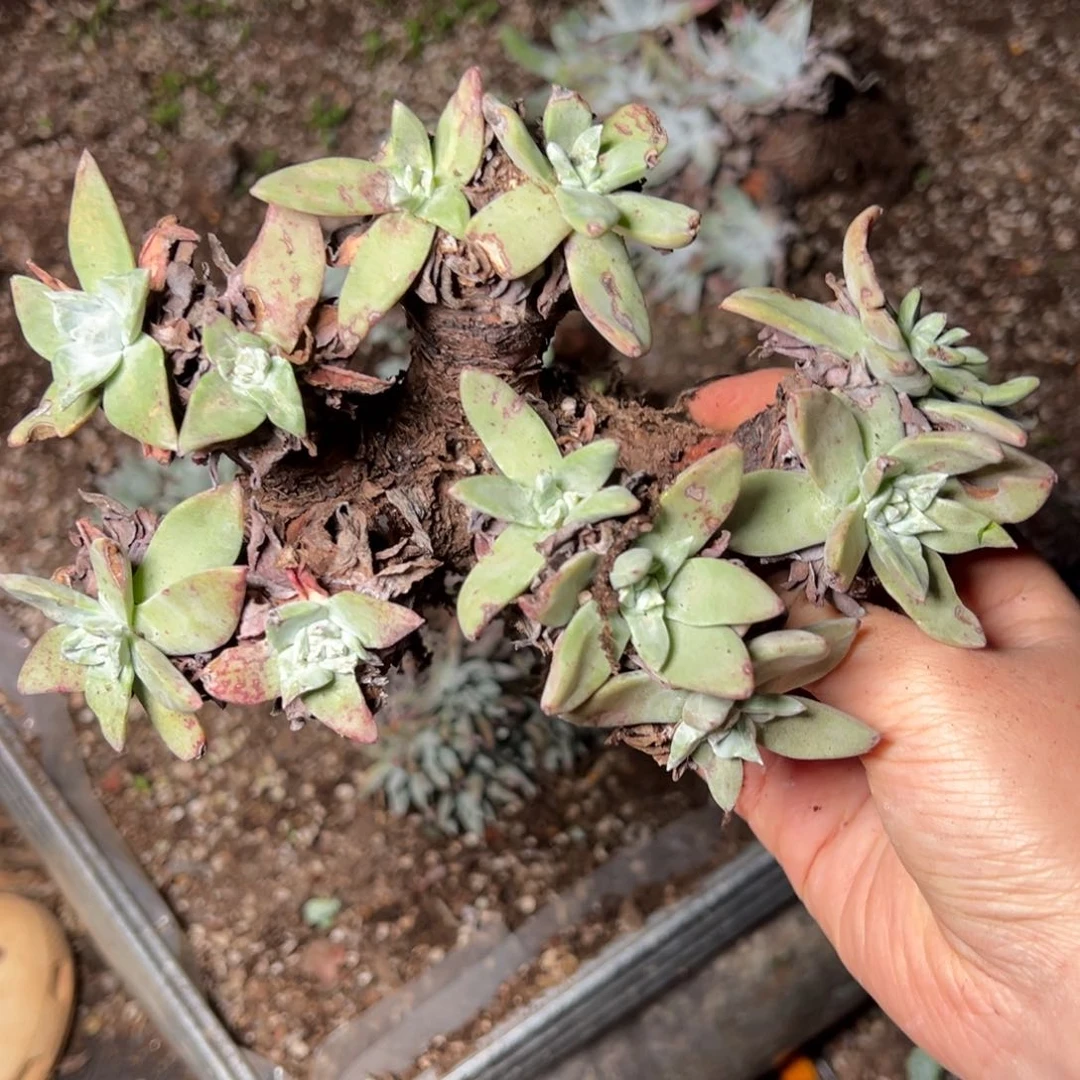 4453哈哈哈哈哈哈哈哈