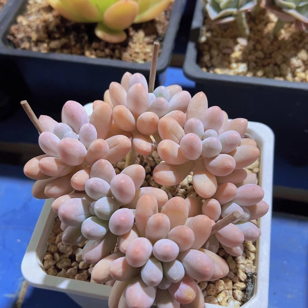 生**花汤圆，多肉植物，