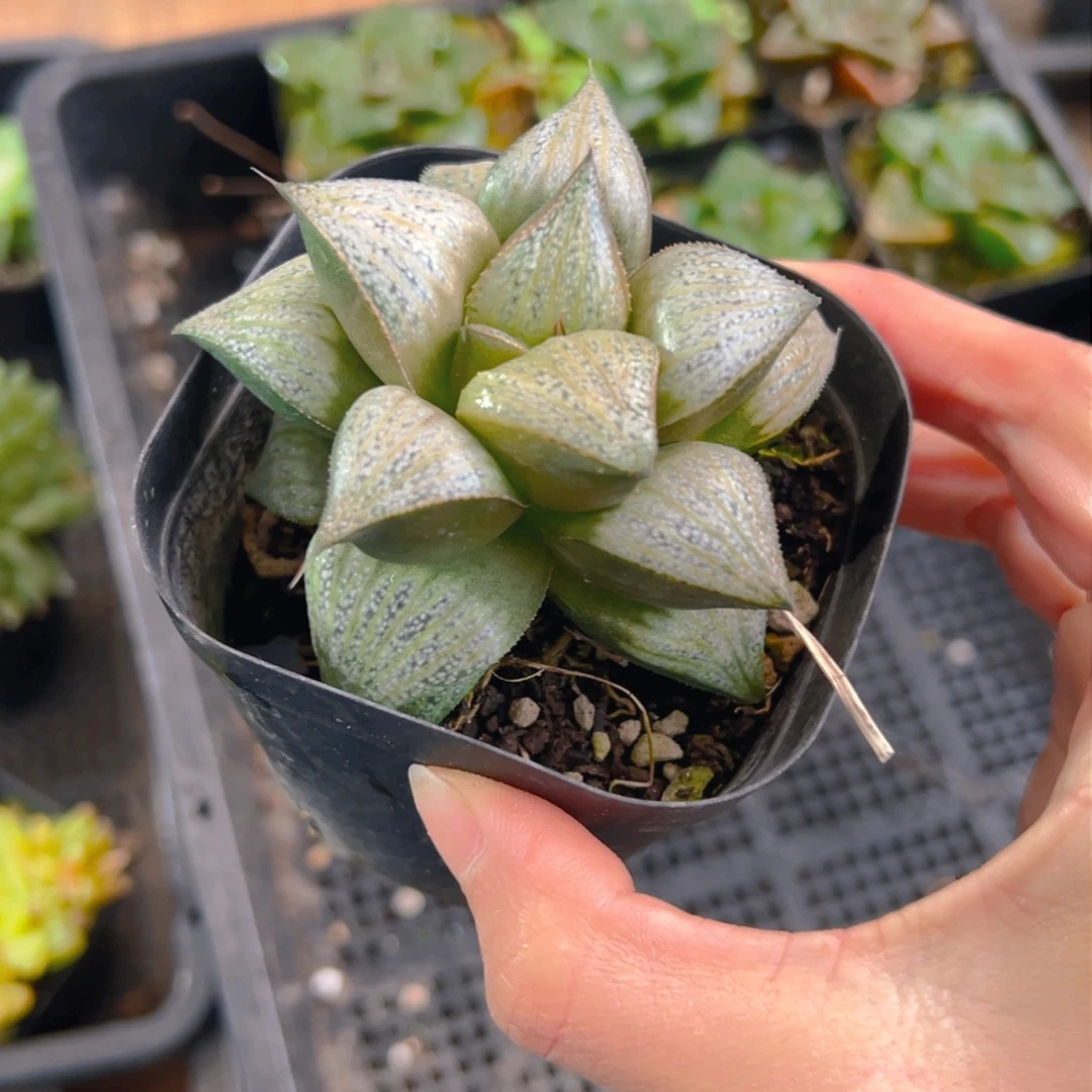 妄*家娜塔莉玉露多肉多肉