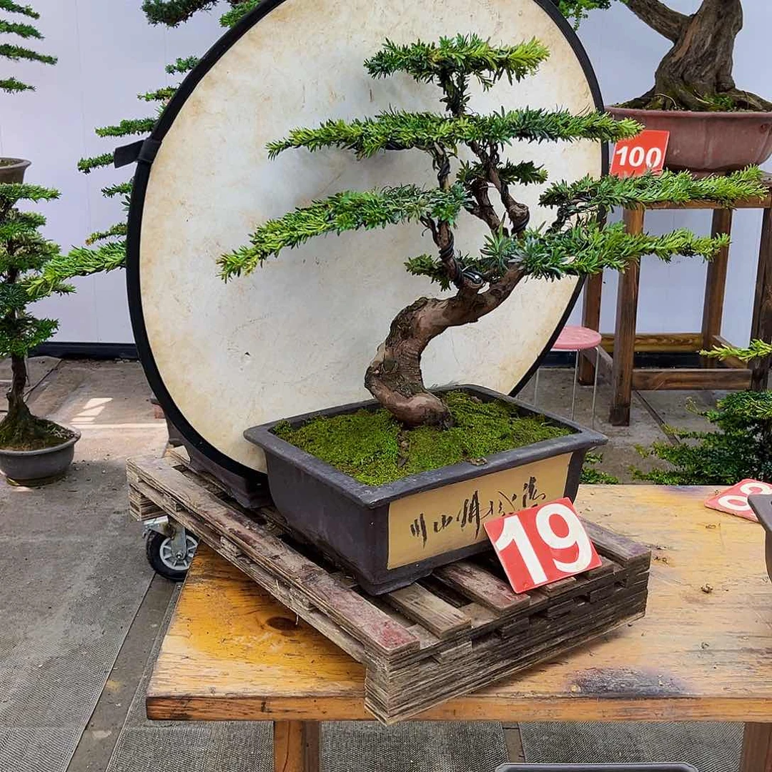 无花朵罗汉松盆景一物一拍