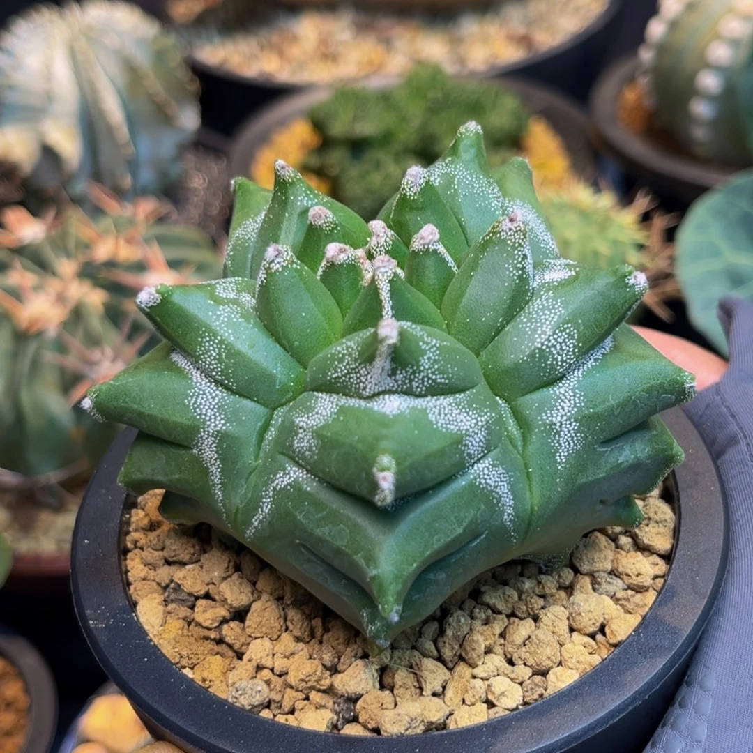 角尤Zzzzzzzzzxzzzzzzzz