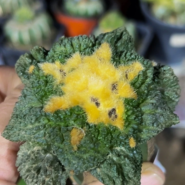 无花朵福利金毛燕尾哥怒牡丹118