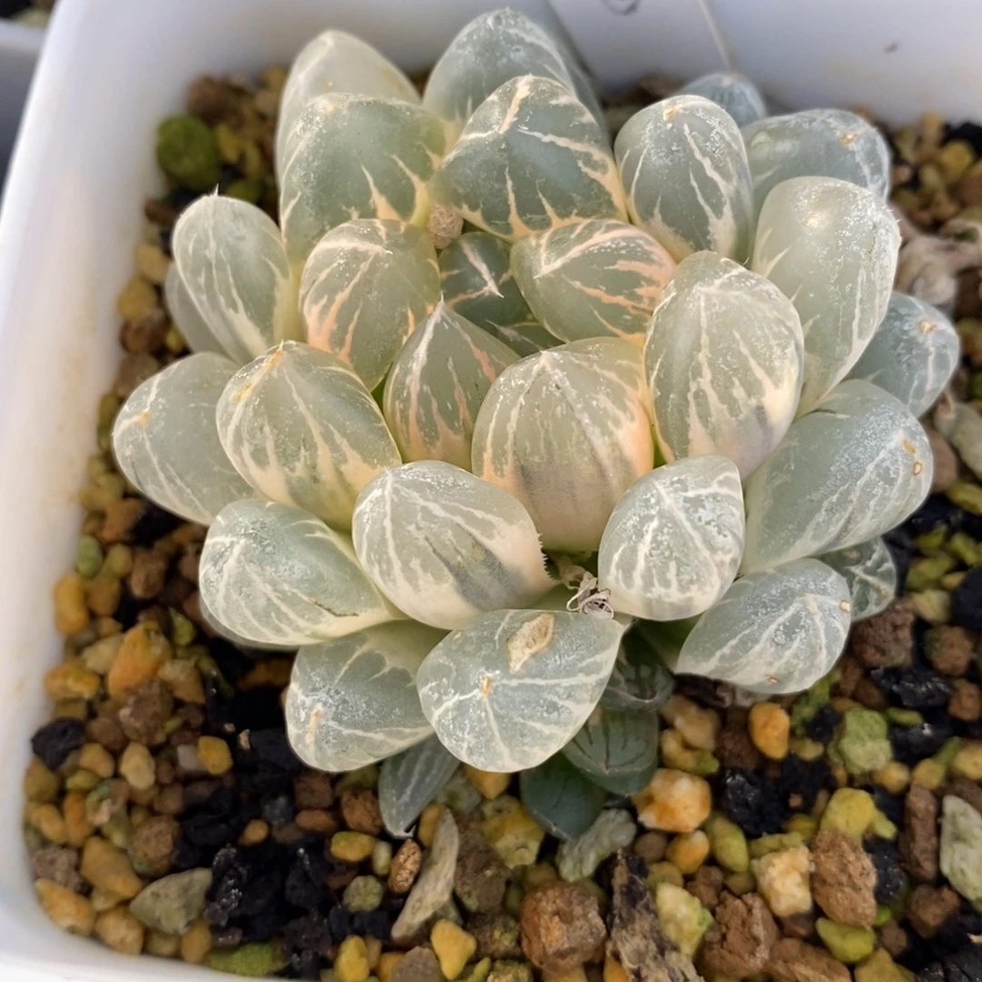 一颗实生糊斑玉露锦