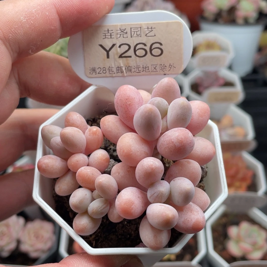 请***苏粉色恋人0266-6.5厘米