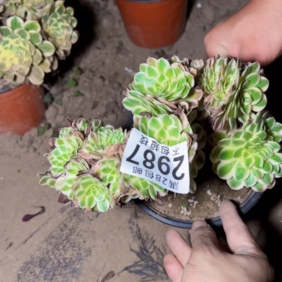 倾城缀2987法师多肉植物