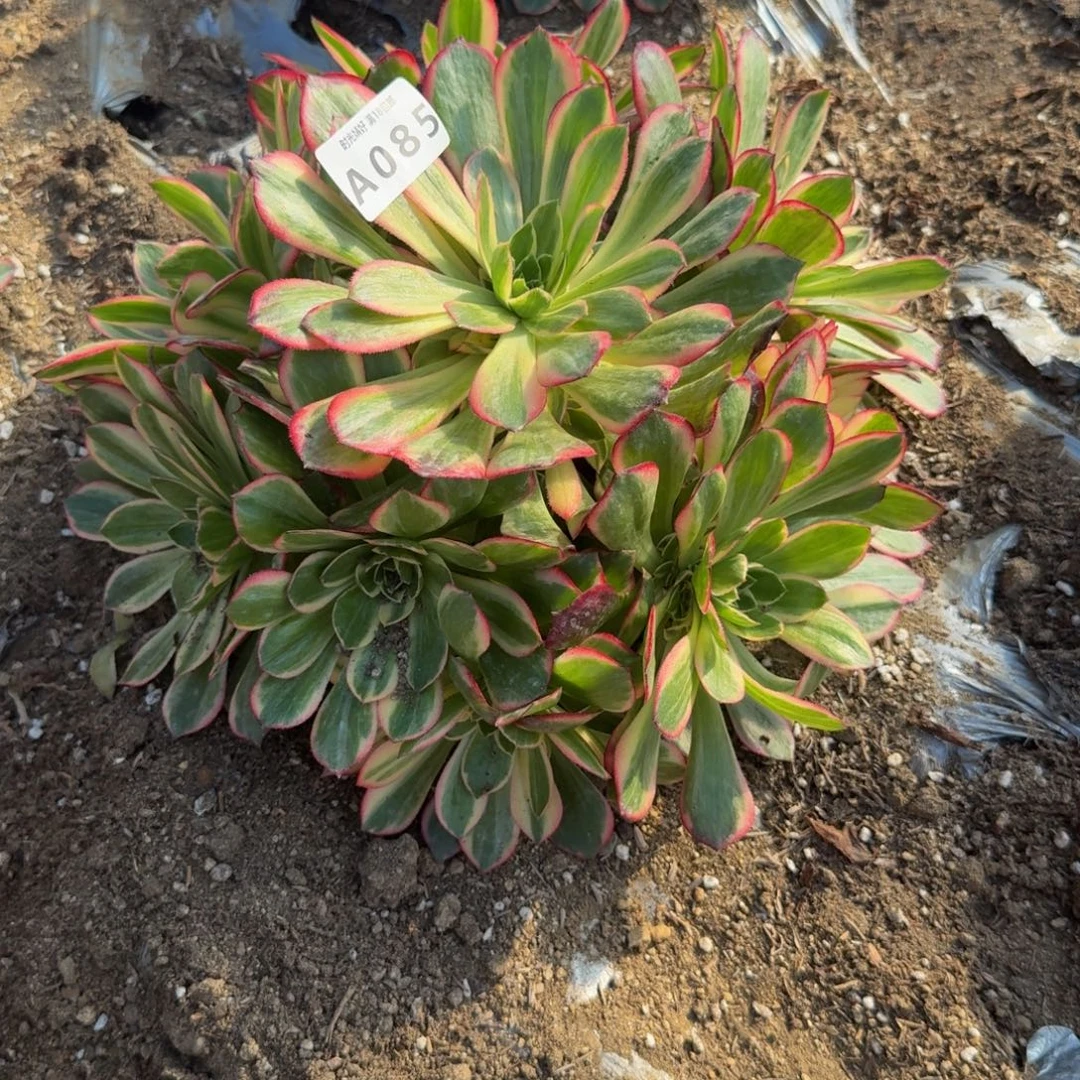 听***の085黑魔锦到秋。多肉植物