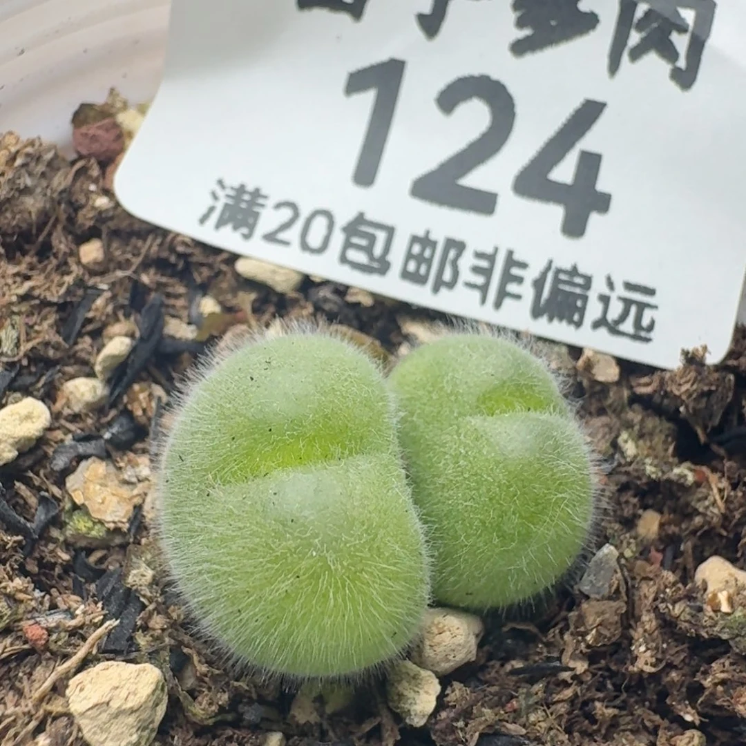长毛带盆土。