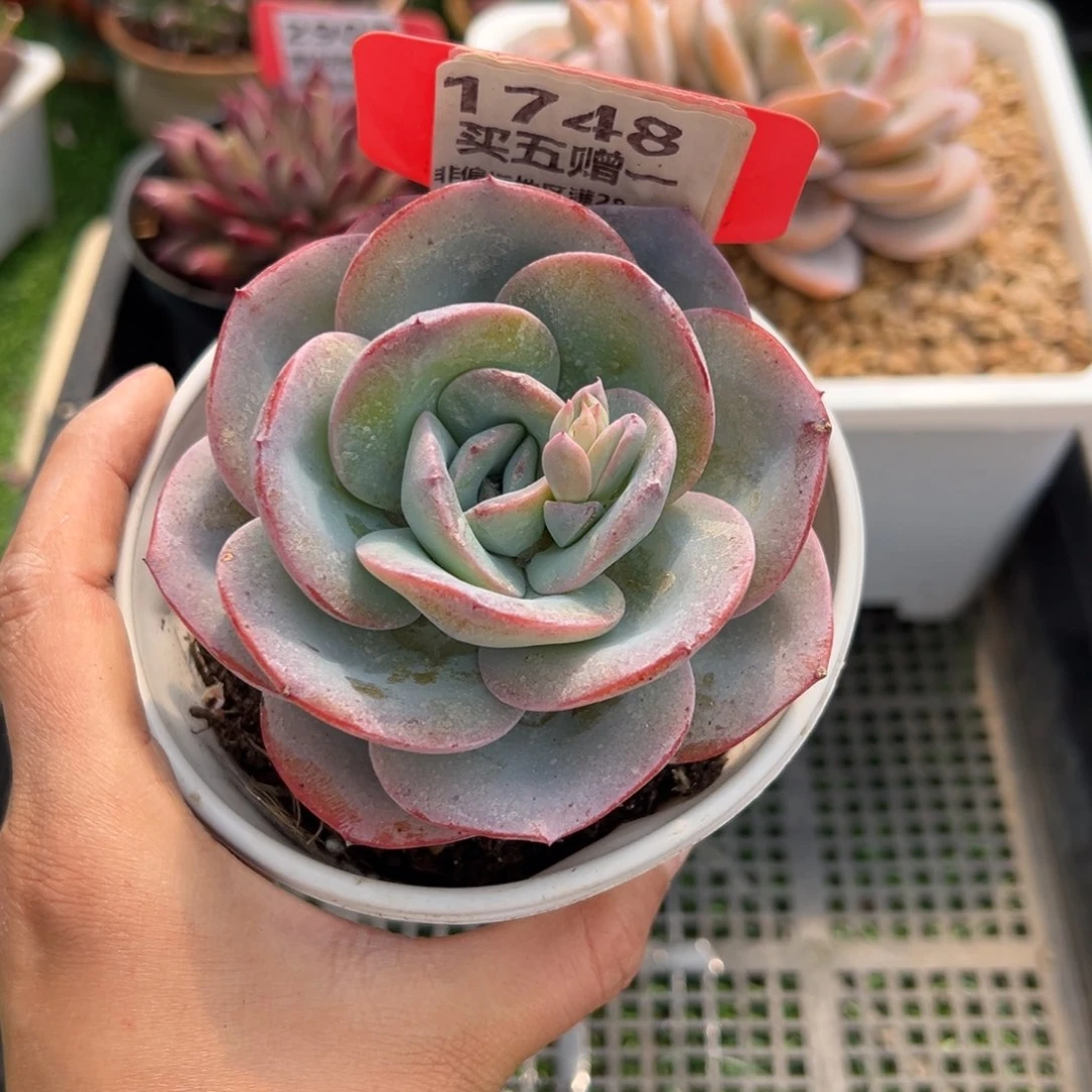 表妹精品多肉1748.