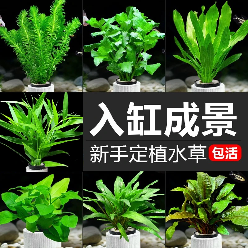 福利定植水草沉水鱼缸造景水草植物真草增氧净化水质新人懒人水草