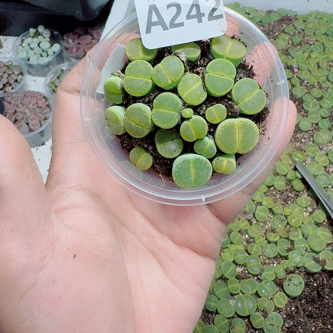 242多肉植物多肉植物