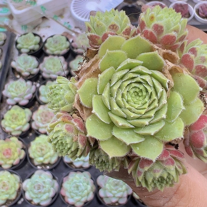 爱德华2个苗19包邮