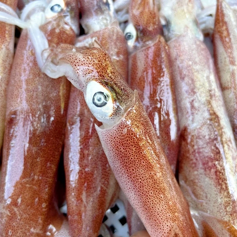 本港深海野生海钓鱿鱼