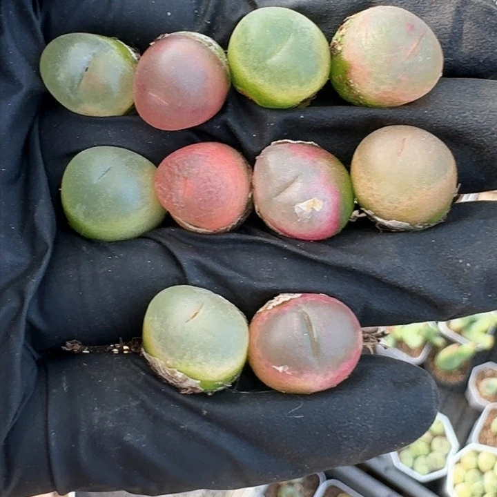 生石花111。   70