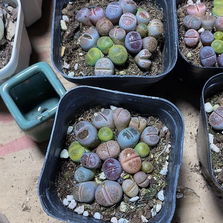 6.5方生石花带盆土