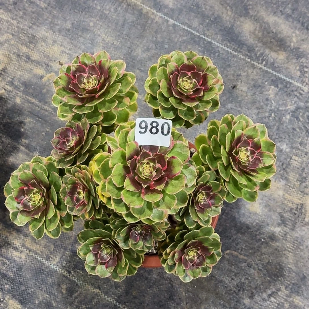 980粉花妖冠服30公分