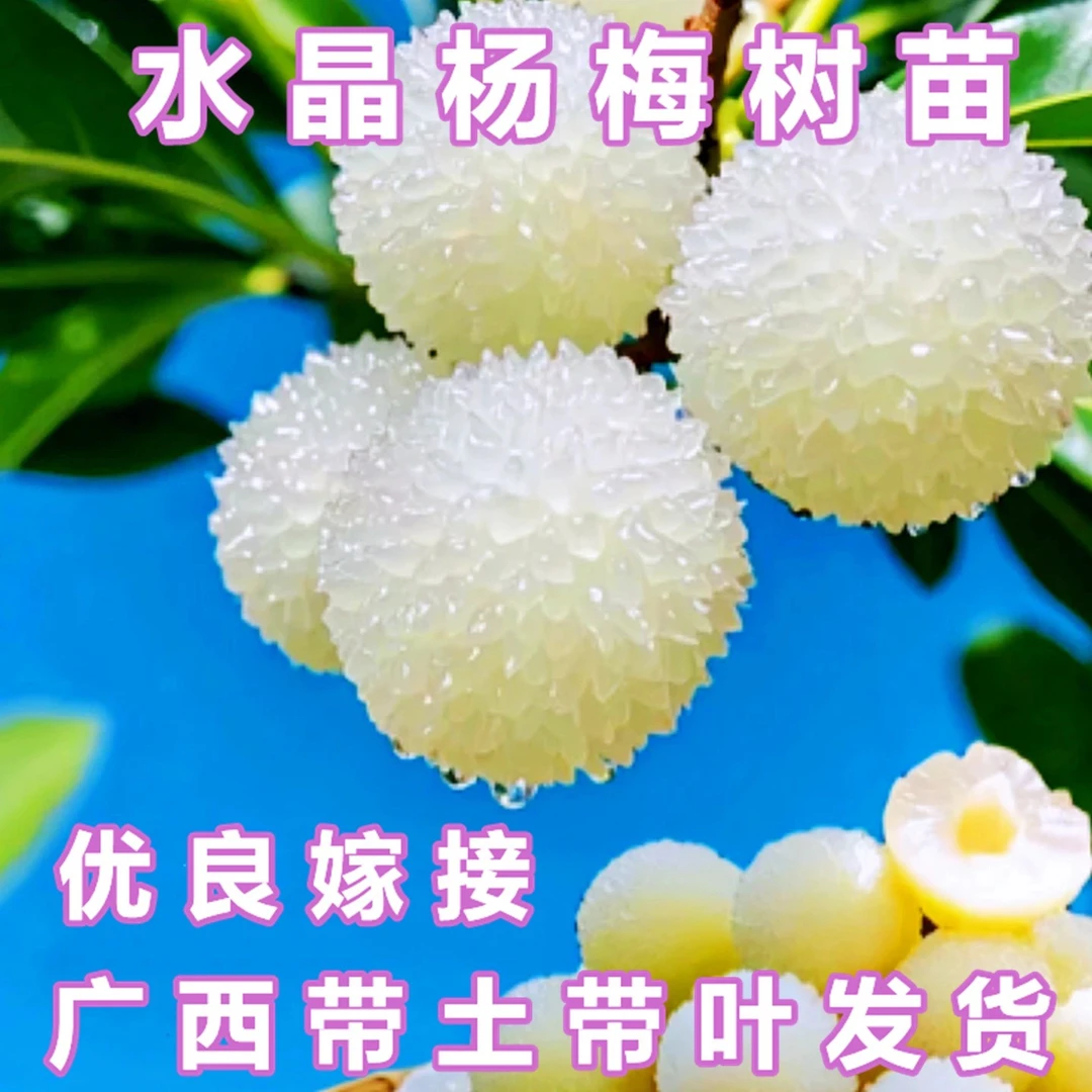 当年结果杨梅苗水晶白杨梅苗嫁接苗盆栽地栽庭院四季常青耐寒品种